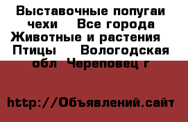 Выставочные попугаи чехи  - Все города Животные и растения » Птицы   . Вологодская обл.,Череповец г.